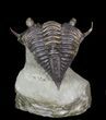 Rare, Encrinurus Trilobite From Malvern England #62874-3